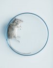 Vue du dessus de la souris morte dans la boîte de Petri . — Photo de stock