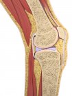 Vista de la anatomía de la rodilla - foto de stock