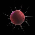 Sperma, das eine Eizelle befruchtet — Stockfoto