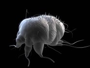 Scabies mite or Sarcoptes scabei — Stock Photo