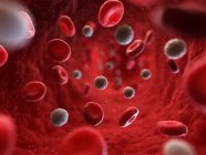 Células sanguíneas vermelhas e brancas — Fotografia de Stock