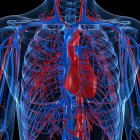 Серцево судинна система, що показує вени та артерії — стокове фото
