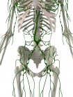 Sistemi linfatici e scheletrici — Foto stock