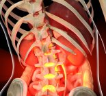 Dolore localizzato nella sezione lombare della colonna vertebrale — Foto stock