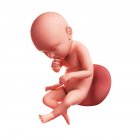 Vue du foetus à 39 semaines — Photo de stock