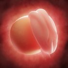 Перегляд ембріона протягом 4 тижнів — стокове фото