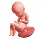 Vista del feto a 32 settimane — Foto stock