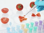Cientista segurando pedaço de tomate com pinças para pesquisa de alimentos . — Fotografia de Stock