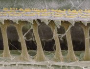 Micrógrafo electrónico de barrido coloreado (SEM) de células capilares sensoriales en la cóclea del oído interno . - foto de stock