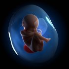 Fœtus dans l'utérus — Photo de stock