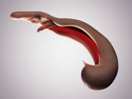 Flatworm Schistosome fluke — Stock Photo
