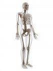 Esqueleto masculino adulto - foto de stock