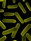 Bacteria infecting organism — Stock Photo