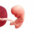 Vue du foetus à 9 semaines — Photo de stock