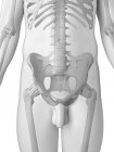 Pelvic bones and hip joints — Stock Photo