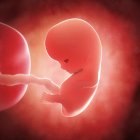 Vista del feto a las 9 semanas - foto de stock