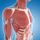 Poitrine et épaules musculature — Photo de stock