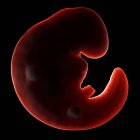 Эмбрион трехнедельной давности — стоковое фото
