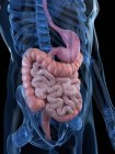 Digestive system of healthy adult — Stock Photo