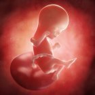 Vista de Fetus às 16 semanas — Fotografia de Stock