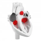 Vue des valves cardiaques — Photo de stock