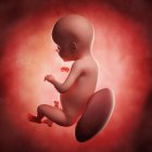 Vista del feto a 28 settimane — Foto stock