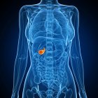 Healthy gallbladder anatomy — Stock Photo