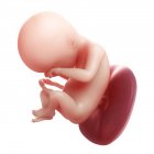 Vista del feto a 18 settimane — Foto stock