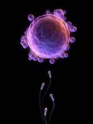 Sperm fertilizing an egg cell — Stock Photo