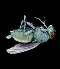 Dead bluebottle fly — Stock Photo