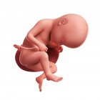 View of Fetus at 33 weeks — Stock Photo