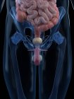 Órganos que comprenden el sistema reproductor masculino - foto de stock