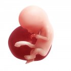 Vista del feto a 12 settimane — Foto stock