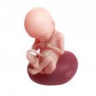 Vista del feto a las 21 semanas - foto de stock