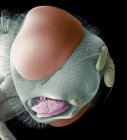 Анатомия головы ховермухи — стоковое фото