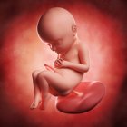 Vista del feto a las 32 semanas - foto de stock