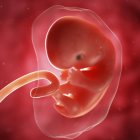 Vue du foetus à 7 semaines — Photo de stock