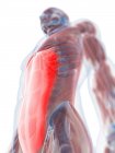 Bauchmuskel rectus abdominis — Stockfoto