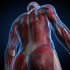 Male musculature anatomy — Stock Photo