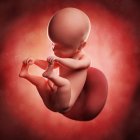 Vista del feto a las 25 semanas - foto de stock
