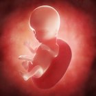Vista del feto a 15 settimane — Foto stock