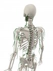 Lymphatic and skeletal systems of adult — Stock Photo
