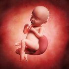 Vista del feto a las 31 semanas - foto de stock