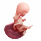 Vista del feto a las 16 semanas - foto de stock
