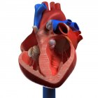 Vista de la anatomía del corazón - foto de stock