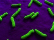 Rod-shaped bacteria infecting organism — Stock Photo