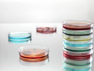 Platos Petri con líquidos coloridos para la investigación microbiológica
. — Stock Photo