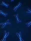 Cromosomi con struttura a quattro braccia — Foto stock