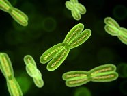 Cromossomas durante a divisão celular — Fotografia de Stock