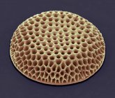 Diatomées algues unicellulaires — Photo de stock